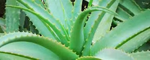 2\/28\/2026  All About Aloe Vera - The Plant