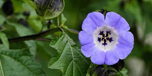 Beal Botanical Garden Tour: Poisons, Perfumes, and Parasitic Plants