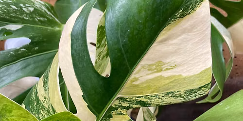 Hop Atomica Plant Shop & Swap