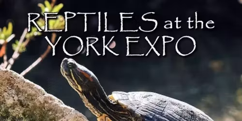 Reptiles At The York Expo Center