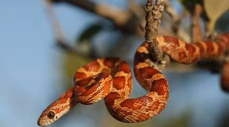 Reptile Meet & Greet - RSVP Required