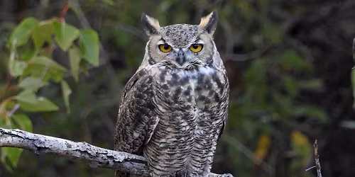 Owl Prowl & Twilight Walk