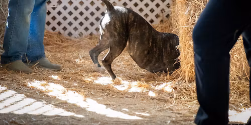 Smarty Paws Rat Pack Winter Barn Hunt Trial