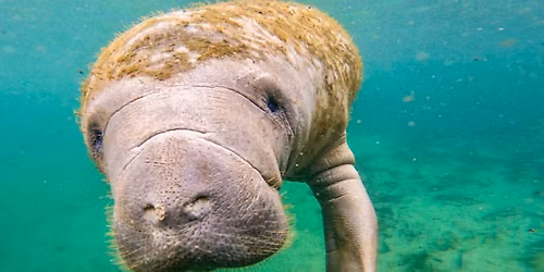 Seven Sisters Springs: Manatee Season Camp