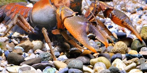 Little Saplings: Crayfish Mania