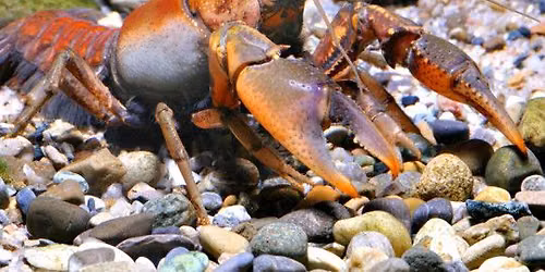 Little Saplings: Crayfish Mania