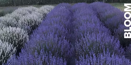 Essence of Lavender: Wax Sachet Workshop