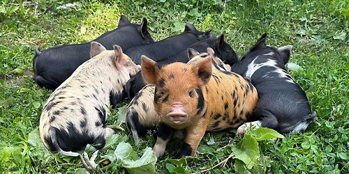 Painting, Pizza & Piglets (& Silkies too!!)