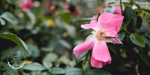 Photowalk | Bellevue Downtown Park a la Seattle Lightrail