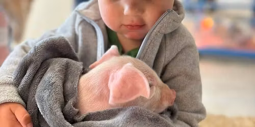 Kelley\u2019s Farmstead Baby Animal Barn 