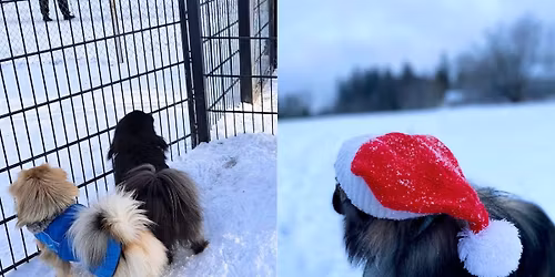 Lemmikkien joulusiunaus & koirapuistotapaaminen Espoossa