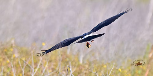 Swallow-tailed and Snail Kites by Ken Meyer 