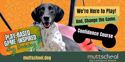 New Canine Confidence Course at MuttSchool