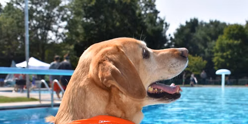 Doggy Dip