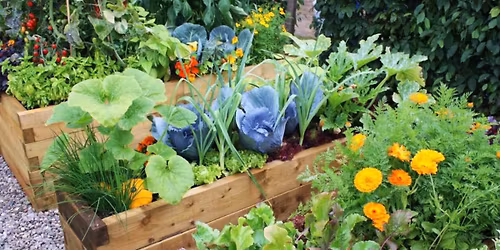 Companion planting workshop