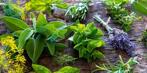 Plantas Medicinais para Al\u00edvio da Ansiedade e do Stress