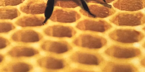 Festival of the Bees