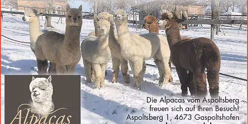 Tierischer Advent am Aspoltsberg