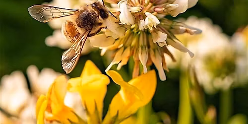 Coton Orchard Bioblitz \u2013 Butterfly and Bee Walk
