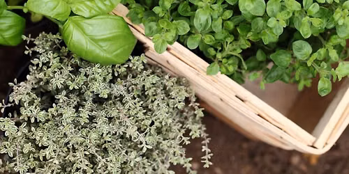 Herbs & Herb Uses