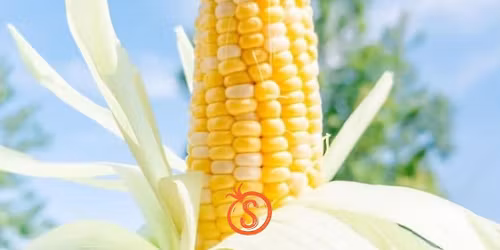 Annual Corn Roast \ud83c\udf3d