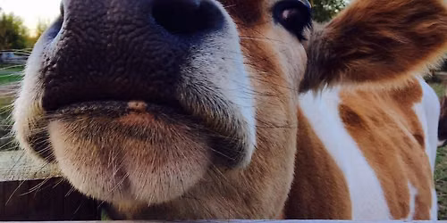Private Event: Kiss A Cow Day with Non-Profit Community Organization