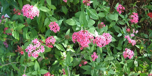 Perennials that Pack a Punch