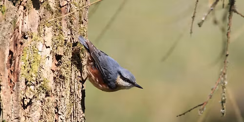 Dawn Chorus Walk - Birds of Stonebow