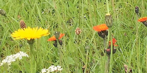 Getting To Know Wildflowers Workshop at Jock Tamson's Gairden