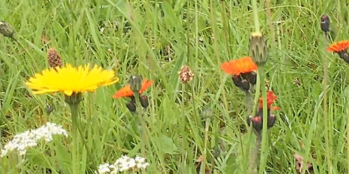 Getting To Know Wildflowers Workshop at Jock Tamson's Gairden