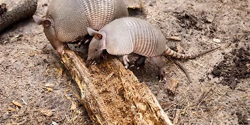 Nine Banded Armadillo - Habitat, Diet and Ecological Role