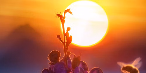Summer Solstice Yoga Celebration