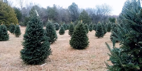 Christmas Trees Opening Weekend
