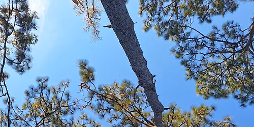 Project Learning Tree (for kids!)