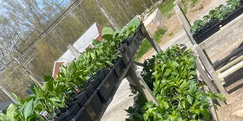 Annual CERTIFIED ORGANIC plant sale! All month long