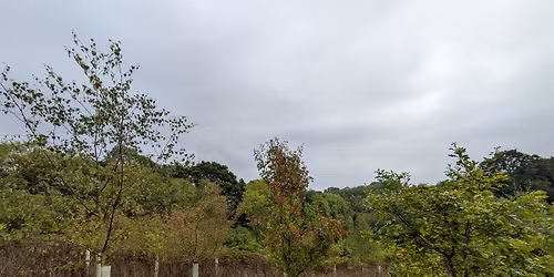 Woodland Surveying with Moor Trees