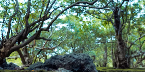 Alpha Whores | Ponyhof Club Frankfurt