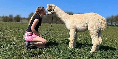 Alpaca Walk
