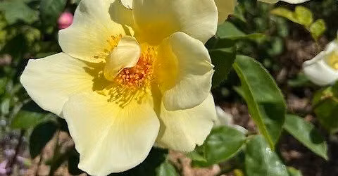 A Guided Talk on the Red House Roses