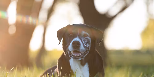 Northern Virginia Pet Loss Support Group