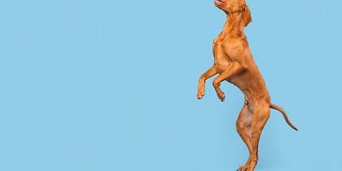 Why Dog\u2019s Jump Up - Treating the cause and not the symptoms. 