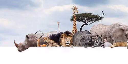Safari Animals