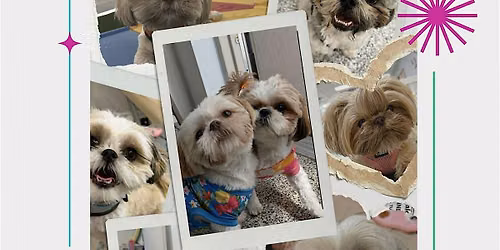 Shih Tzu Meet Up at Wiggle Zone Doggy Daycare!