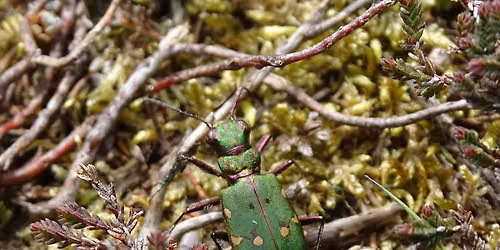 Big Bug Safari