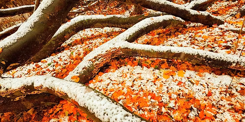 \ud83c\udf33 Sunday Morning Hike at Maybury State Park