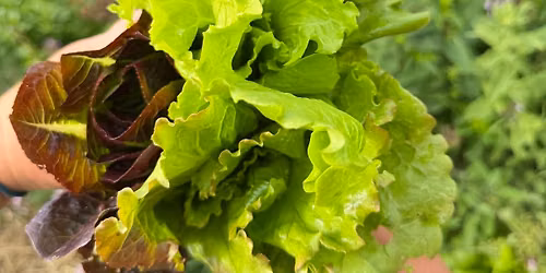 Self-Sufficiency Gardening 