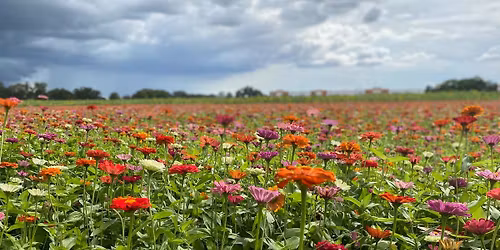  May Flower Field Spring Minis! 