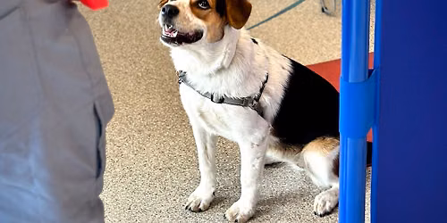 August Dog Training