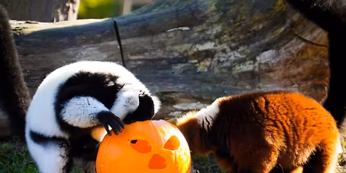 Halloweenfest im Zoo am 31.10. & 1.11.2025