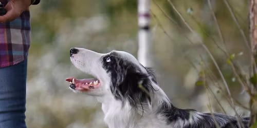 Fundog Agility Spring NADAC Trial